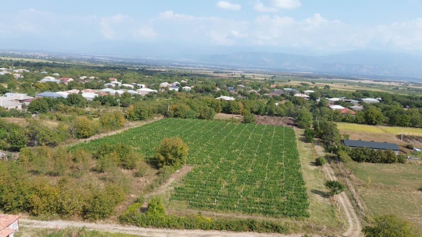 ვენახი კახეთში